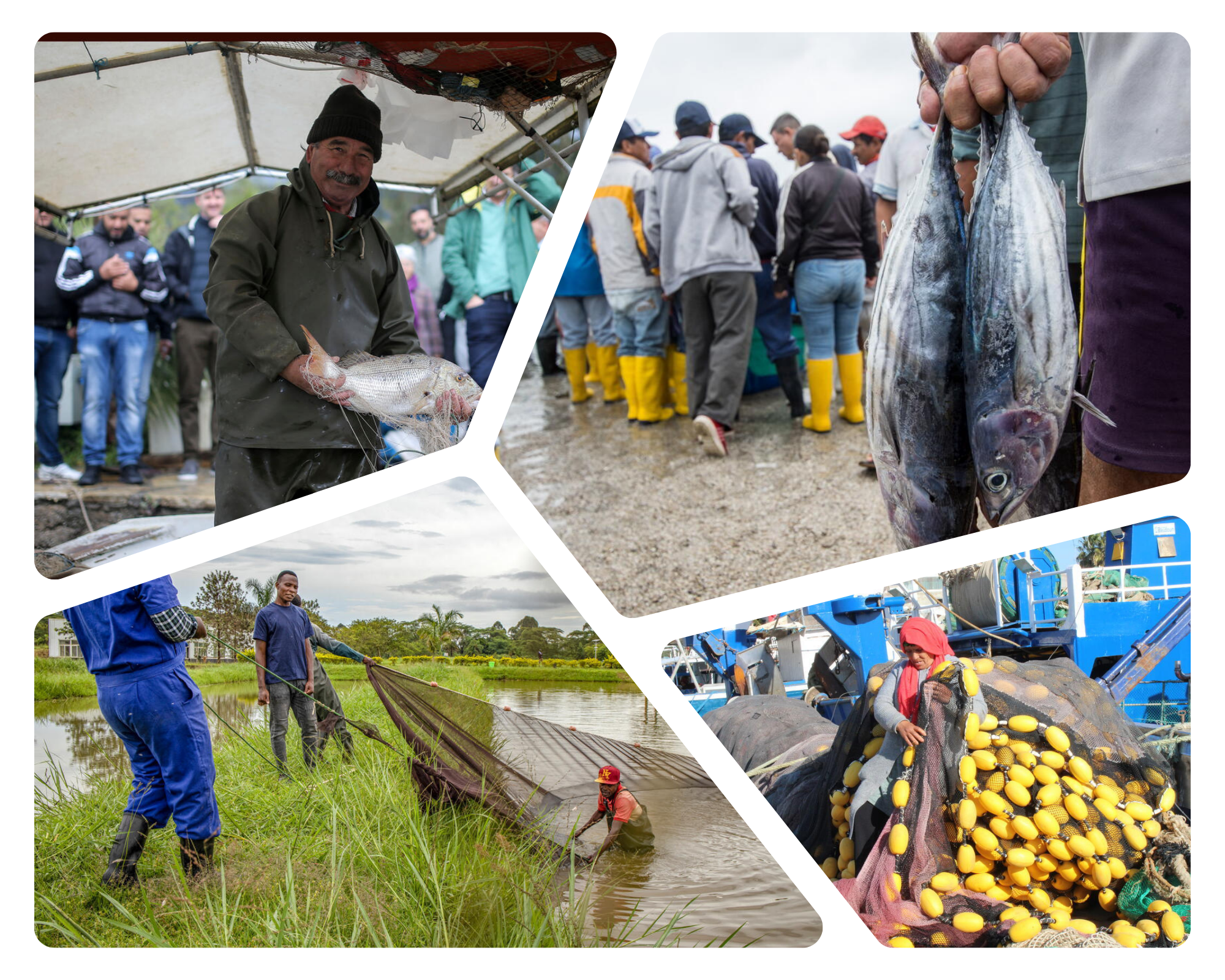 Best practices in fisheries and aquaculture cooperatives to support small-scale fishers in Africa and Asia-Pacific region